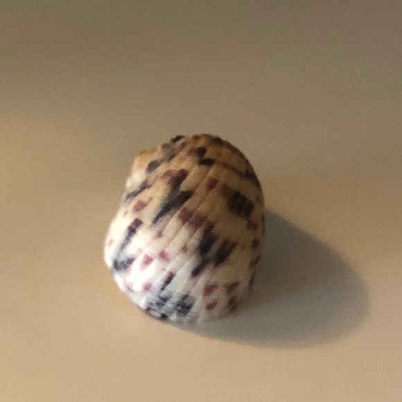 Seashell Pendant Necklace with Gold Fascinator - Picture 5 of 5